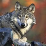 wolf-g84afcf433_1920