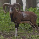 muflon